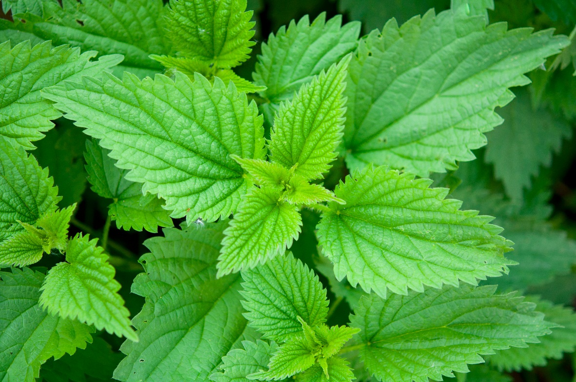 nettle-plant-medicines