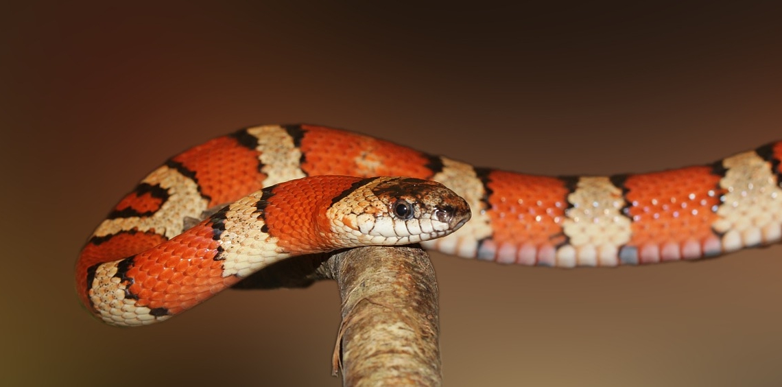 8 Of The Deadliest Snakes Around the World QuirkyByte