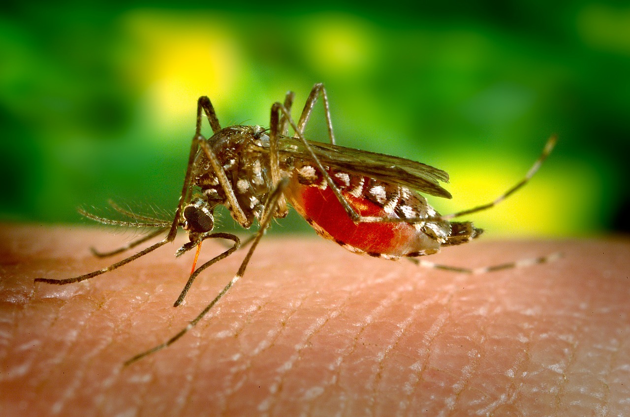 Mosquito-dengue-virus