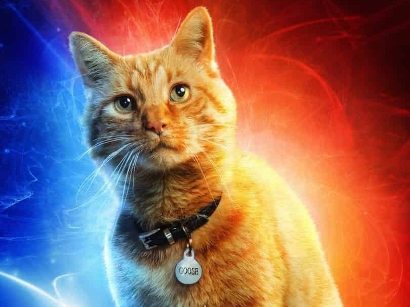 Captain Marvel Theory Goose