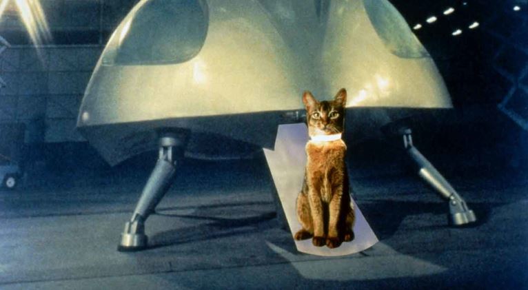 Facts About Goose Captain Marvel Cat