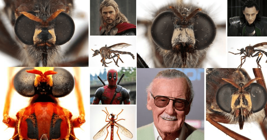 Newly Discovered Fly Species Named After Marvel Characters