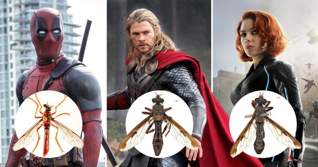 Newly Discovered Fly Species Named After Marvel Characters